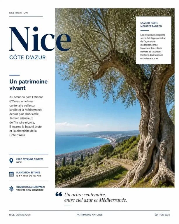 Vue panoramique des oliviers centenaires au parc Estienne d'Orves à Nice